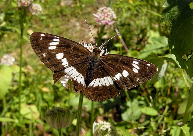 Limenitis reducta e camilla